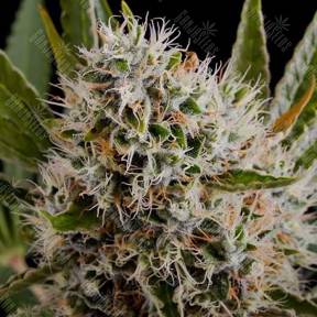Lithium OG Kush feminised Nirvana Seeds