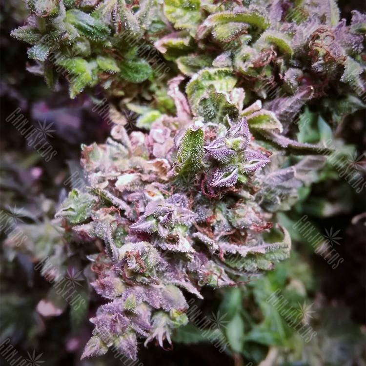 семена конопли гидропоники Auto Sleepy Yoda feminised Philosopher Seeds семена конопли гидропоники Auto Sleepy Yoda feminised Philosopher Seeds