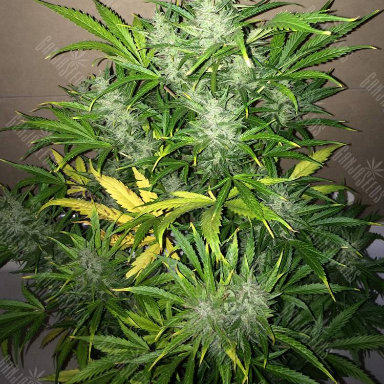 качественные семена конопли Auto UK Cheese feminised Ganja Seeds качественные семена конопли Auto UK Cheese feminised Ganja Seeds