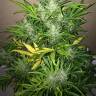 качественные семена конопли Auto UK Cheese feminised Ganja Seeds качественные семена конопли Auto UK Cheese feminised Ganja Seeds