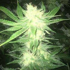 Sage n Sour feminised Ganja Seeds