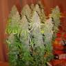 Семена марихуаны White Widow feminised Ganja Seeds Семена марихуаны White Widow feminised Ganja Seeds