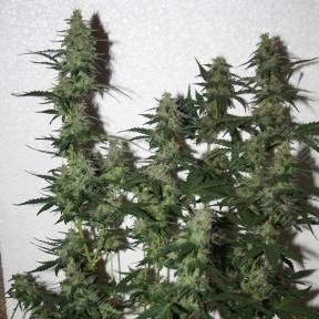 White Widow feminised Ganja Seeds