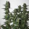 семена конопли для посадки купить White Widow feminised