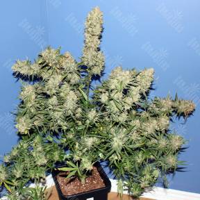 Thinker feminised Ganja Seeds