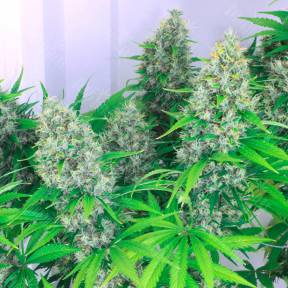 Auto Kali Mist feminised Ganja Seeds