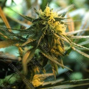 Money Maker feminised Strain Hunters Seeds