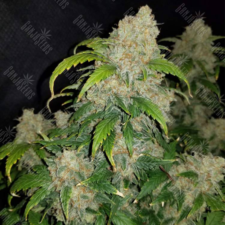 семена конопли индика Auto Zkittlez feminised Fast Buds