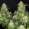 семена конопли для курения Auto Zkittlez feminised Fast Buds