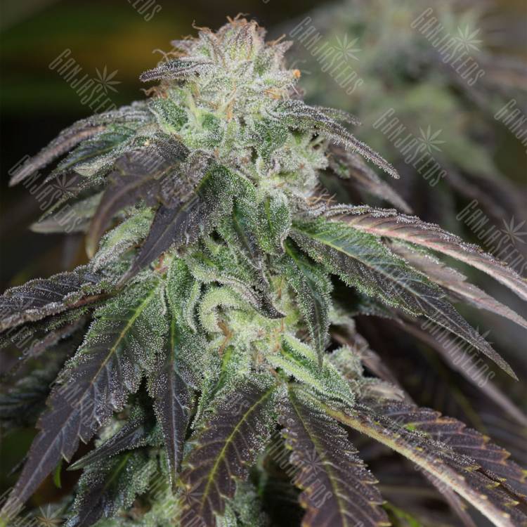 семена конопли с доставкой OG Kush regular Humboldt Seeds семена конопли с доставкой OG Kush regular Humboldt Seeds