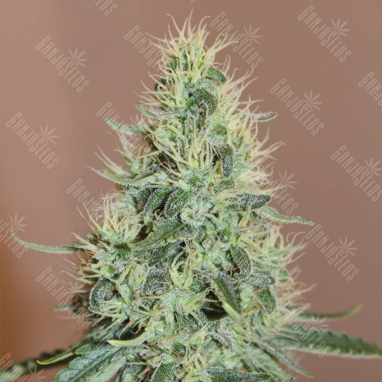 заказ семян конопли Москва Master Kush feminised Nirvana Seeds