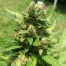 семена конопли интернет магазин Auto White Yoda feminised Philosopher Seeds семена конопли интернет магазин Auto White Yoda feminised Philosopher Seeds