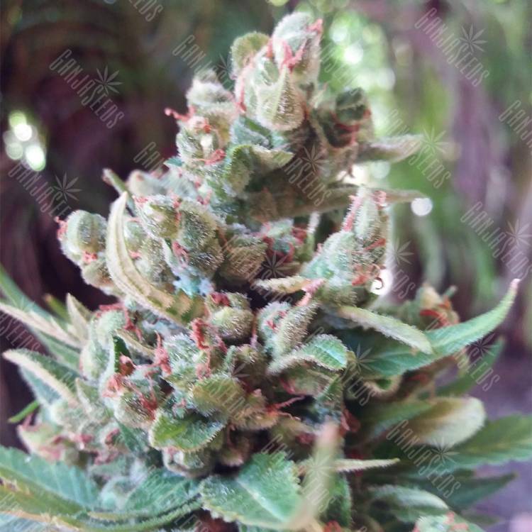 семена конопли автоцвет Auto White Yoda feminised Philosopher Seeds семена конопли автоцвет Auto White Yoda feminised Philosopher Seeds