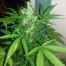 автоцветущие семена конопли Auto White Yoda feminised Philosopher Seeds автоцветущие семена конопли Auto White Yoda feminised Philosopher Seeds