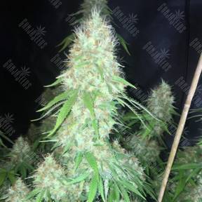 Auto Critical Orange Punch feminised Ganja Seeds