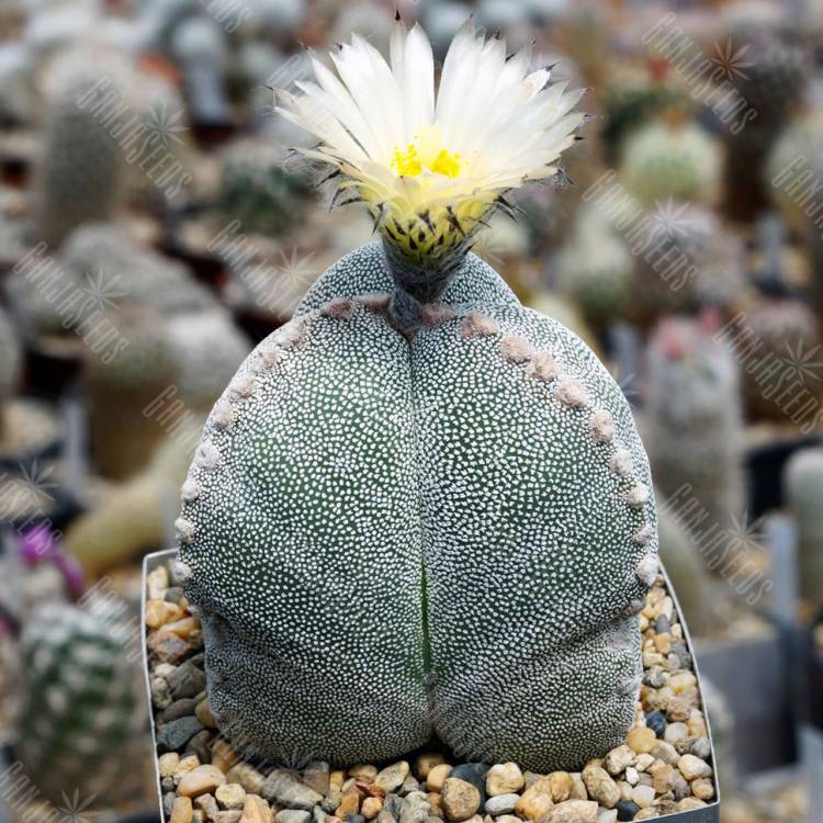 Семена кактуса Astrophytum myriostigma v. tricostatum cv. Bohumil Schutz Семена кактуса Astrophytum myriostigma v. tricostatum cv. Bohumil Schutz