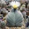 Семена кактуса Astrophytum myriostigma v. tricostatum cv. Bohumil Schutz Семена кактуса Astrophytum myriostigma v. tricostatum cv. Bohumil Schutz