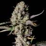 Auto Zkittlez OG feminised Ganja Seeds Auto Zkittlez OG feminised Ganja Seeds