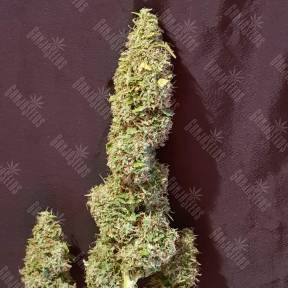 Auto New York Diesel feminised Ganja Seeds