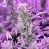 заказать на сайте семена конопли MI5 feminised заказать на сайте семена конопли MI5 feminised