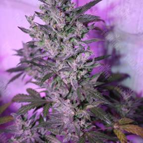 MI5 feminised Ganja Seeds