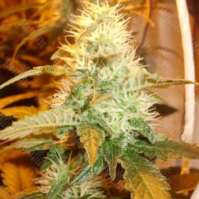 White Bhutanese feminised Mandala Seeds