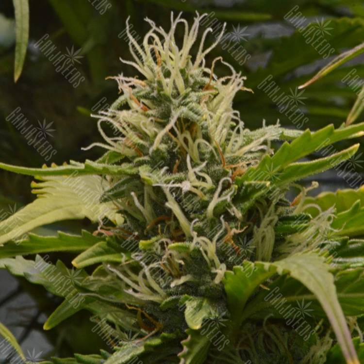 где заказать семена конопли White Lemon feminised Strain Hunters Seeds где заказать семена конопли White Lemon feminised Strain Hunters Seeds
