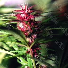 Twilight feminised Dutch Passion Seeds