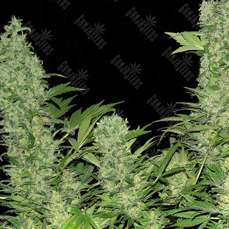 Auto Vertigo regular Ganja Seeds Auto Vertigo regular Ganja Seeds