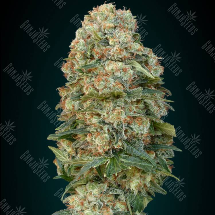 семена конопли Россия Female MIX Advanced Seeds семена конопли Россия Female MIX Advanced Seeds