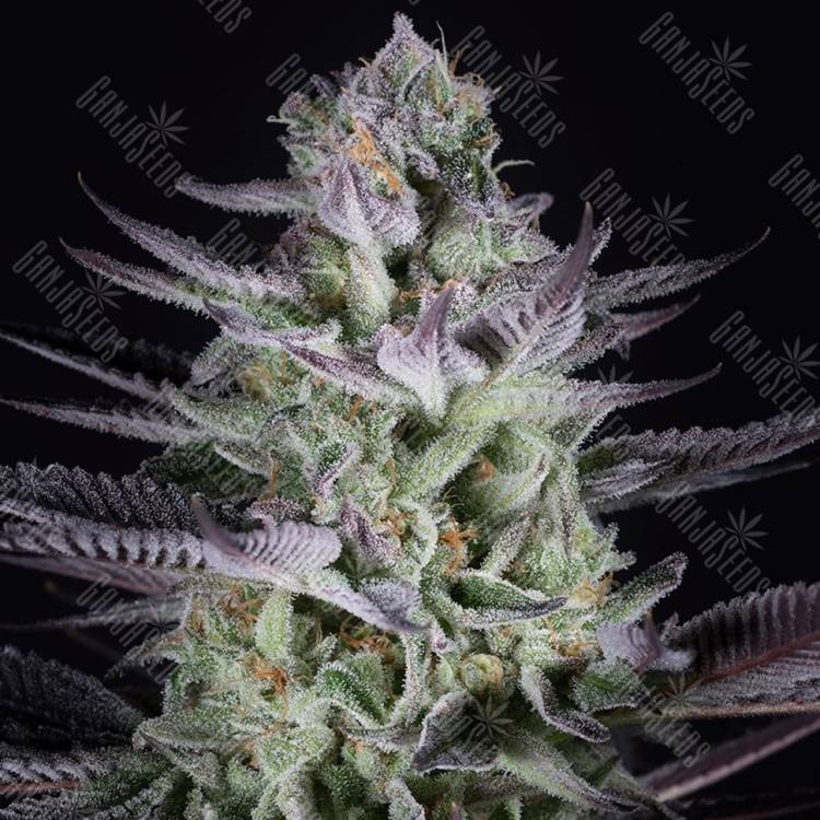 семена конопли дешево Blueberry Cookies feminised Dinafem Seeds семена конопли дешево Blueberry Cookies feminised Dinafem Seeds