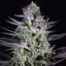 семена конопли дешево Blueberry Cookies feminised Dinafem Seeds семена конопли дешево Blueberry Cookies feminised Dinafem Seeds