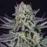 семена индийской конопли Blueberry Cookies feminised Dinafem Seeds семена индийской конопли Blueberry Cookies feminised Dinafem Seeds