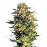 семена конопли для курения Auto Armata Skunk feminised Dutch Passion Seeds