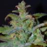 семена конопли элитных сортов Auto AK feminised Female Seeds семена конопли элитных сортов Auto AK feminised Female Seeds