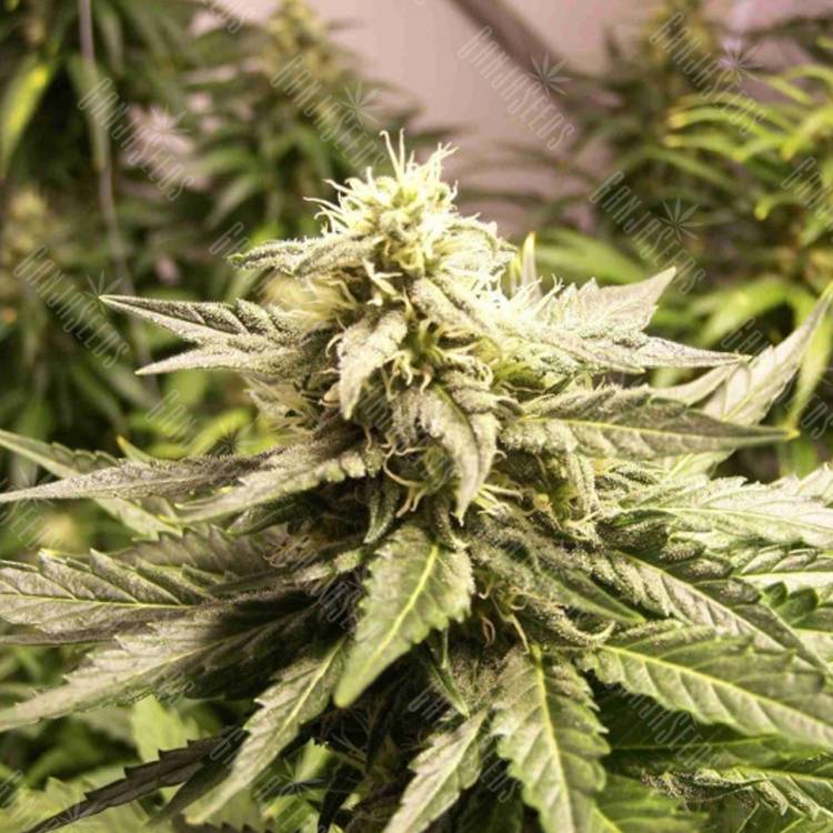 семена конопли для выращивания Auto AK feminised Female Seeds семена конопли для выращивания Auto AK feminised Female Seeds