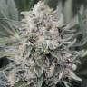 семена конопли недорого Pineapple Skunk regular Humboldt Seeds семена конопли недорого Pineapple Skunk regular Humboldt Seeds