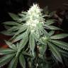 купить семена конопли Pineapple Skunk regular Humboldt Seeds купить семена конопли Pineapple Skunk regular Humboldt Seeds