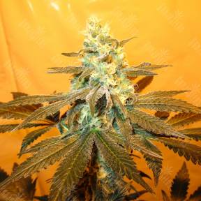Pineapple Skunk regular Humboldt Seeds