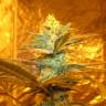 качественные семена конопли Pineapple Skunk regular Humboldt Seeds качественные семена конопли Pineapple Skunk regular Humboldt Seeds
