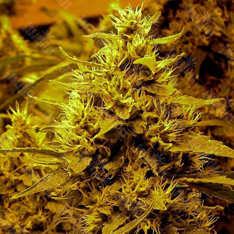 семена конопли для посадки купить Medusa feminised Nirvana Seeds семена конопли для посадки купить Medusa feminised Nirvana Seeds