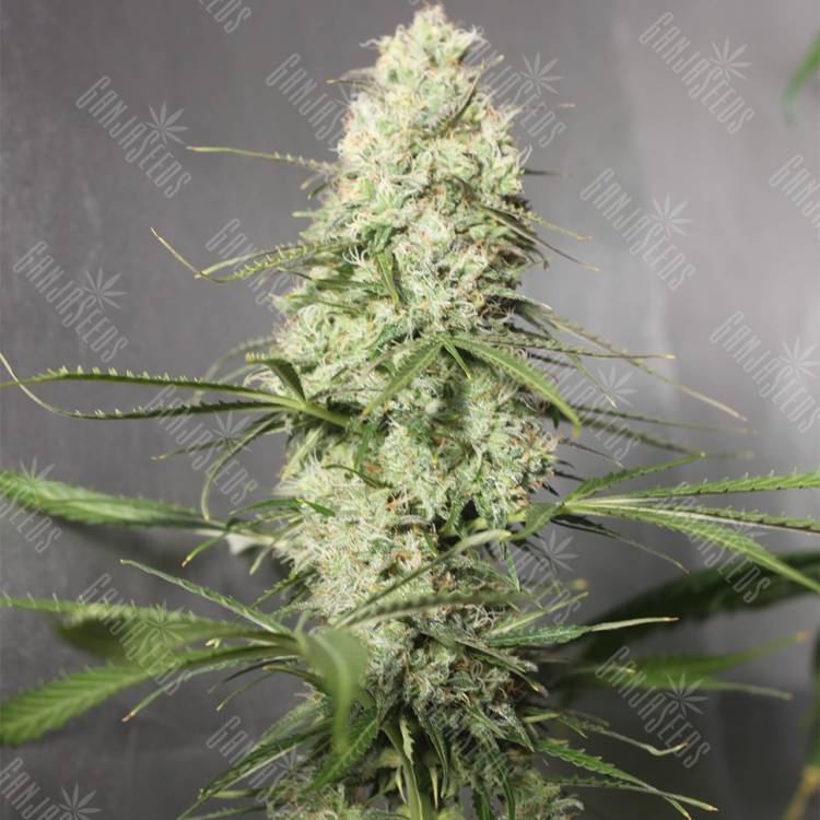 семена конопли Auto Green Crack CBD feminised Ganja Seeds семена конопли Auto Green Crack CBD feminised Ganja Seeds