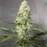 семена конопли Auto Green Crack CBD feminised Ganja Seeds семена конопли Auto Green Crack CBD feminised Ganja Seeds