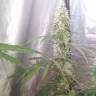 семена конопли доставка в Москве Auto Green Crack CBD feminised Ganja Seeds семена конопли доставка в Москве Auto Green Crack CBD feminised Ganja Seeds