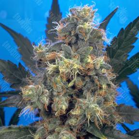 Bubble Gum feminised Serious Seeds