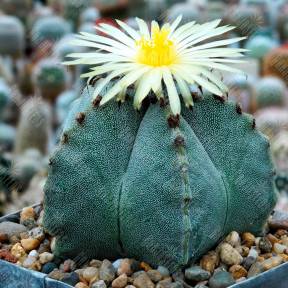 Astrophytum myriostigma SB 262