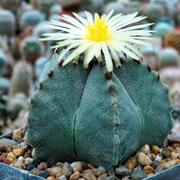 Семена кактуса Astrophytum myriostigma SB 262 Семена кактуса Astrophytum myriostigma SB 262