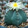 Семена кактуса Astrophytum myriostigma SB 262 Семена кактуса Astrophytum myriostigma SB 262