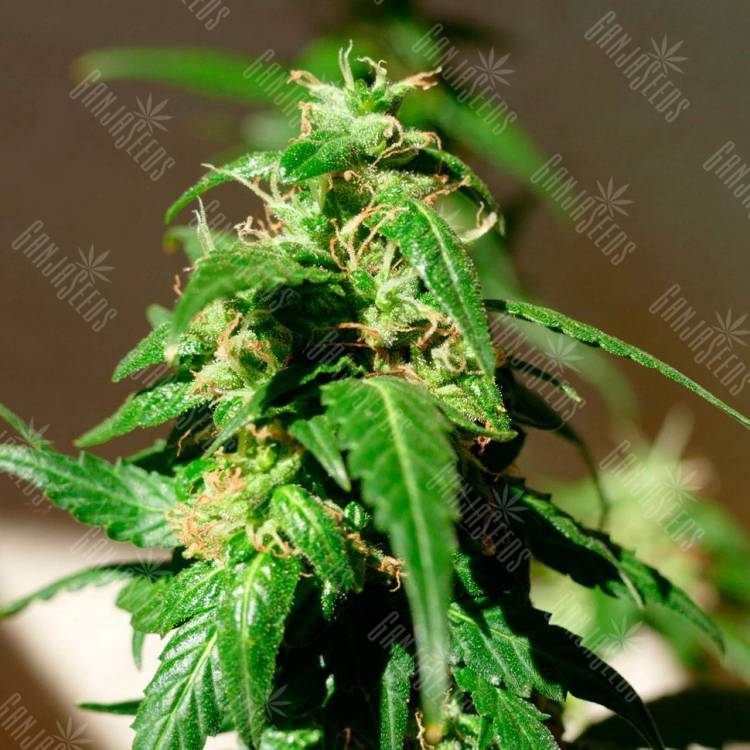 семена конопли в фирменной упаковке Auto Super Skunk feminised Ganja Live Seeds семена конопли в фирменной упаковке Auto Super Skunk feminised Ganja Live Seeds