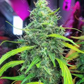 Mountain Power feminised Ganja Seeds